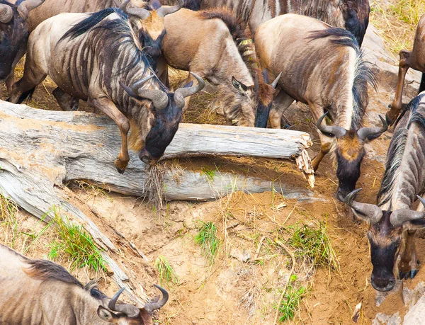 GNU антилопи — стокове фото