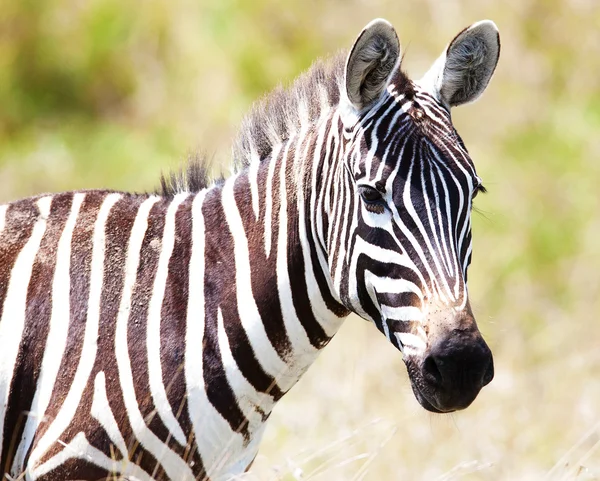 Zebra bir mera üzerinde — Stok fotoğraf