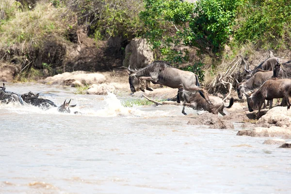 GNU антилопи — стокове фото