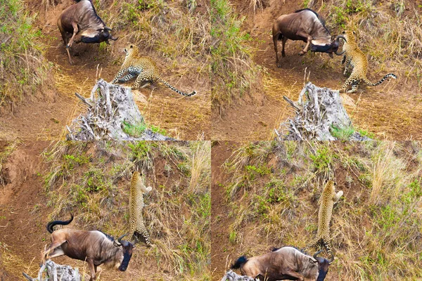 Caça mal sucedida — Fotografia de Stock