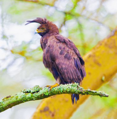 Lophaetus occipitalis