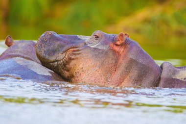 pato en el agua de río