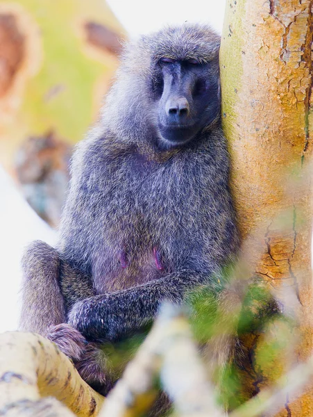 Baboon — Stock Photo, Image