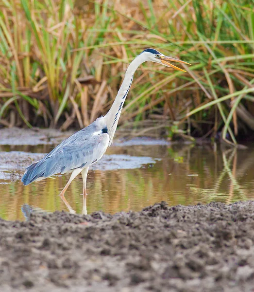 Bugeranus carunculatus — Stock Photo, Image