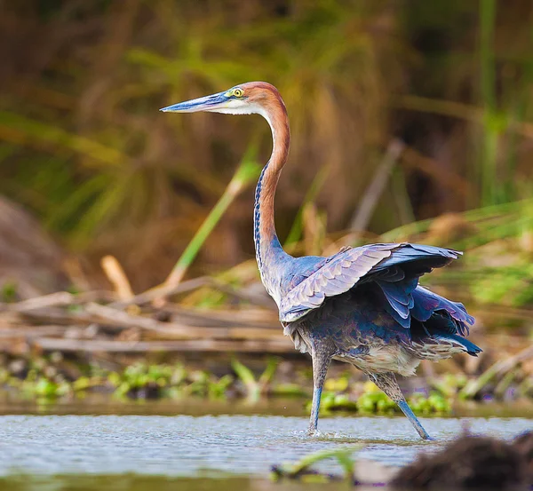 Bugeranus carunculatus — Stock Photo, Image