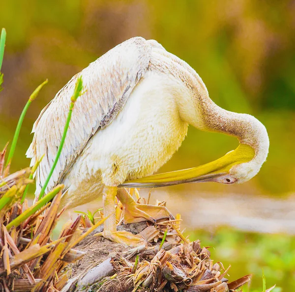 Pelecanus onocrotalus — Stockfoto