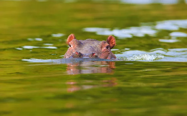 Бегемот з'являються з водою, сфотографований у природному середовищі існування — стокове фото