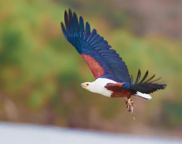 Afrikanska fisk örn flyger — Stockfoto