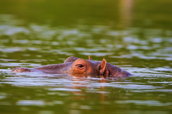 Бегемот з'являються з водою, сфотографований у природному середовищі існування — стокове фото