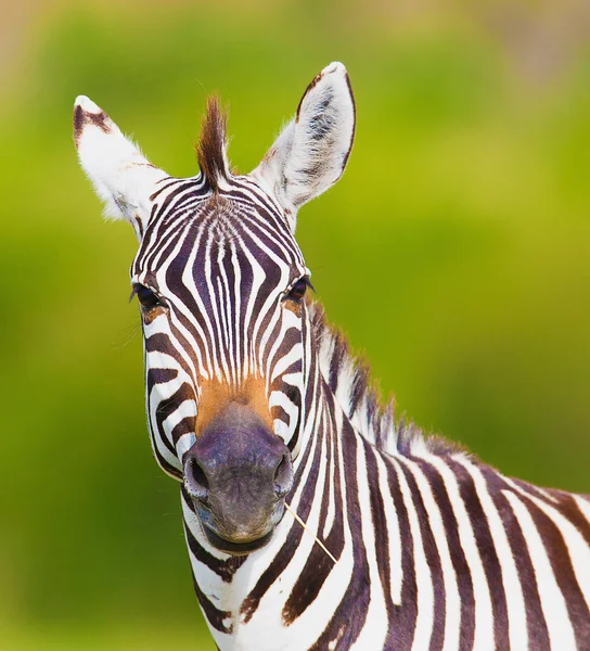 Zebra. — Fotografia de Stock