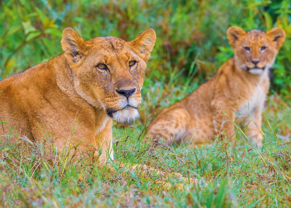 Lion's family — Stock Photo, Image