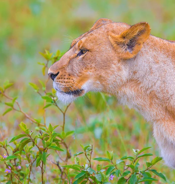 Lion's family — Stock Photo, Image