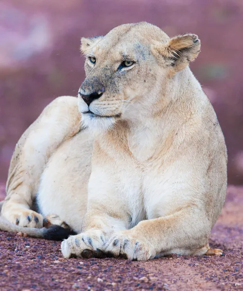 Lion's family — Stock Photo, Image