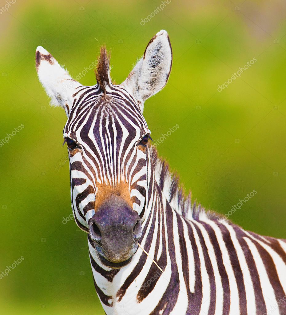 Zebra — Stock Photo © lotosfoto1 22442077