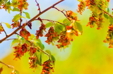 yeşil yapraklar arkaplan