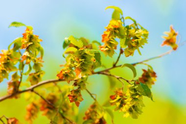 yeşil yapraklar arkaplan