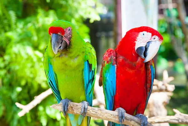 Dois papagaios cacatua — Fotografia de Stock