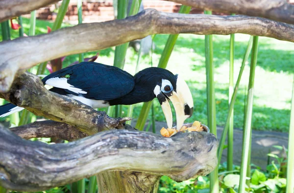 Wreathed Hornbill (Aceros Undulatus) — Stock Photo, Image