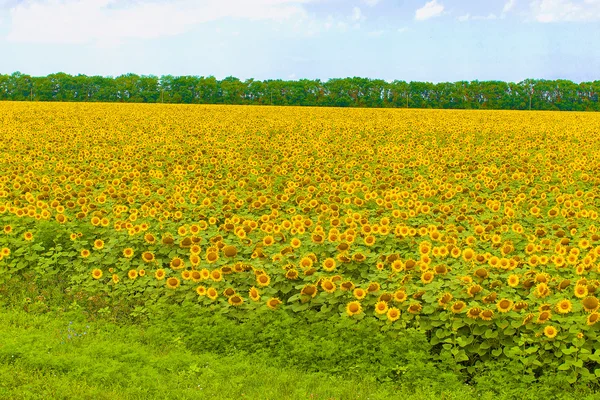 Sonnenblumen — Stockfoto