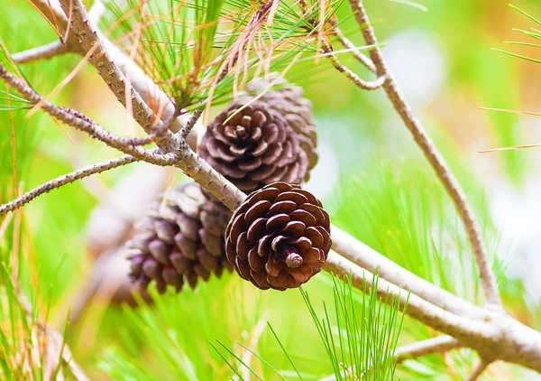 Pine Cone och grenar — Stockfoto