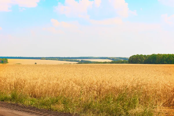 Vetefält — Stockfoto