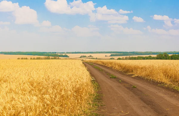 Дорога через пшеничне поле — стокове фото