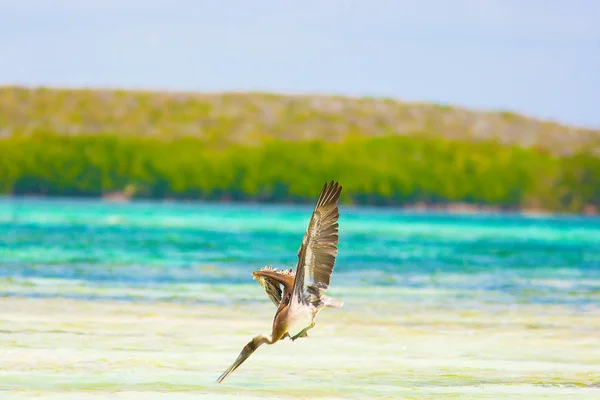 Immersioni pelican — Foto Stock