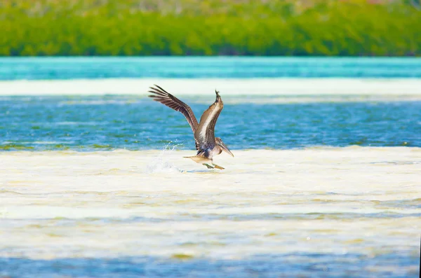 Diving pelican — Stock Photo, Image