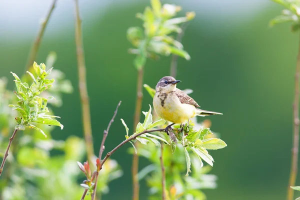 Little bird — Stock Photo, Image