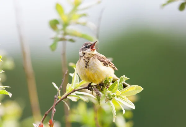 Little bird — Stock Photo, Image