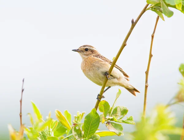 Kleiner Vogel — Stockfoto