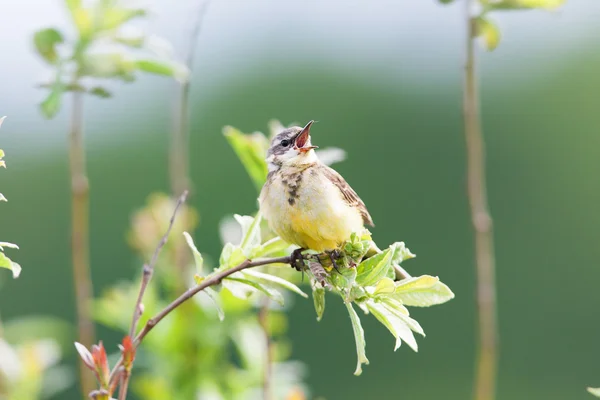 Little bird — Stock Photo, Image