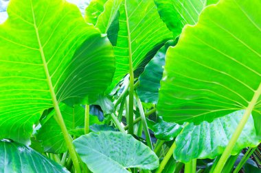 geniş yeşil yaprakları