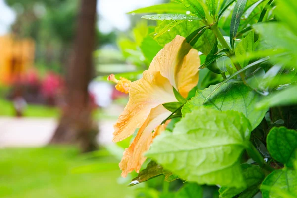 Big yellow tropical flower — Stock Photo, Image