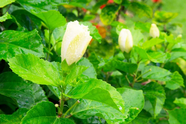 Bud White tropical flower — Stock Photo, Image