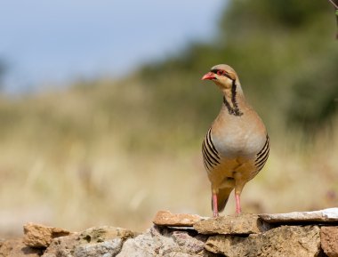 Kınalı keklik (alectoris chukar) cape sounio, Yunanistan