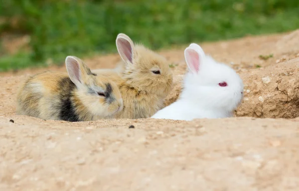 Tre söta små kaniner inuti deras hål — Stockfoto