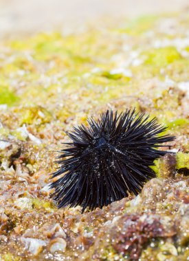 Sea urchin on a rock by the sea clipart
