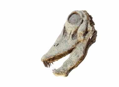 İzole kafatası bir Limaysaurus dinozor (Rebbachisaurus tessonei)
