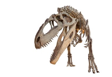 izole giganotosaurus iskelet