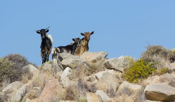 Wild goats in Milos island, Greece — Stock Photo, Image