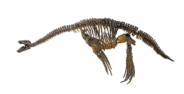 Plesiosaurus esqueleto aislado — Foto de Stock