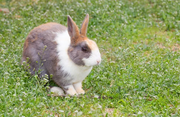 Špinavé králík v zahradě — Stock fotografie