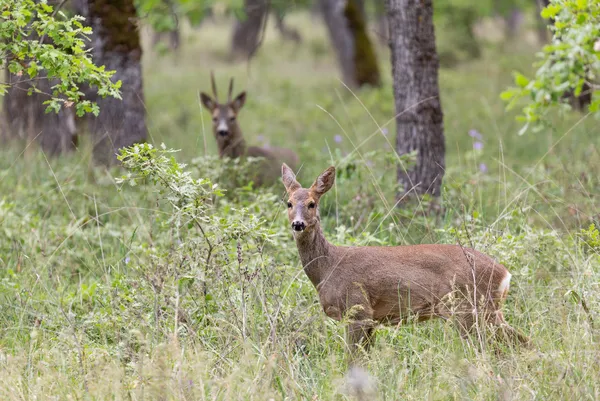 숲에서 알 deers — 스톡 사진