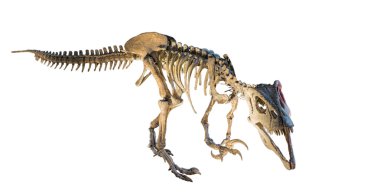Megaraptor (Megaraptor namunhuaiquii) iskelet izole