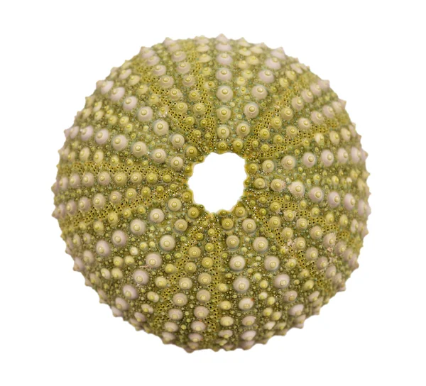 Sea urchin shell isolated on white background — Stock Photo, Image