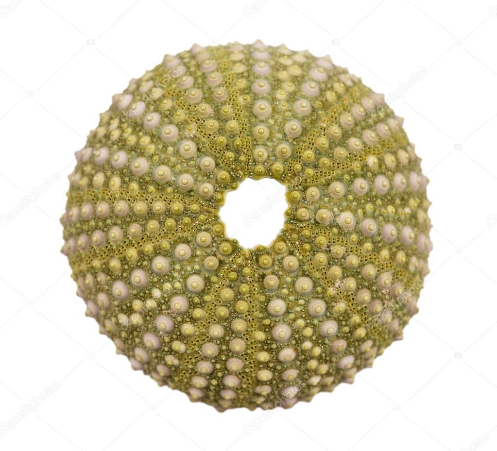 Sea urchin shell isolated on white background