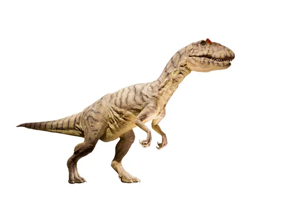 Restauratie van een allosaurus (allosaurus fragilis) dinosaur geïsoleerd. — Stockfoto
