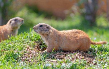 Otların üzerinde çayır köpekleri