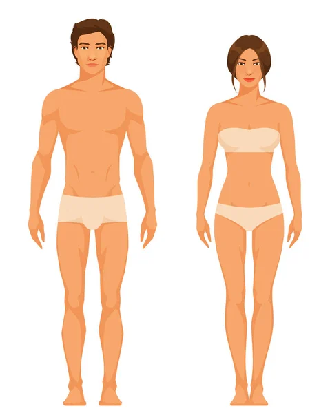 신체를 남녀의 방식이나 해부학적 — 스톡 벡터